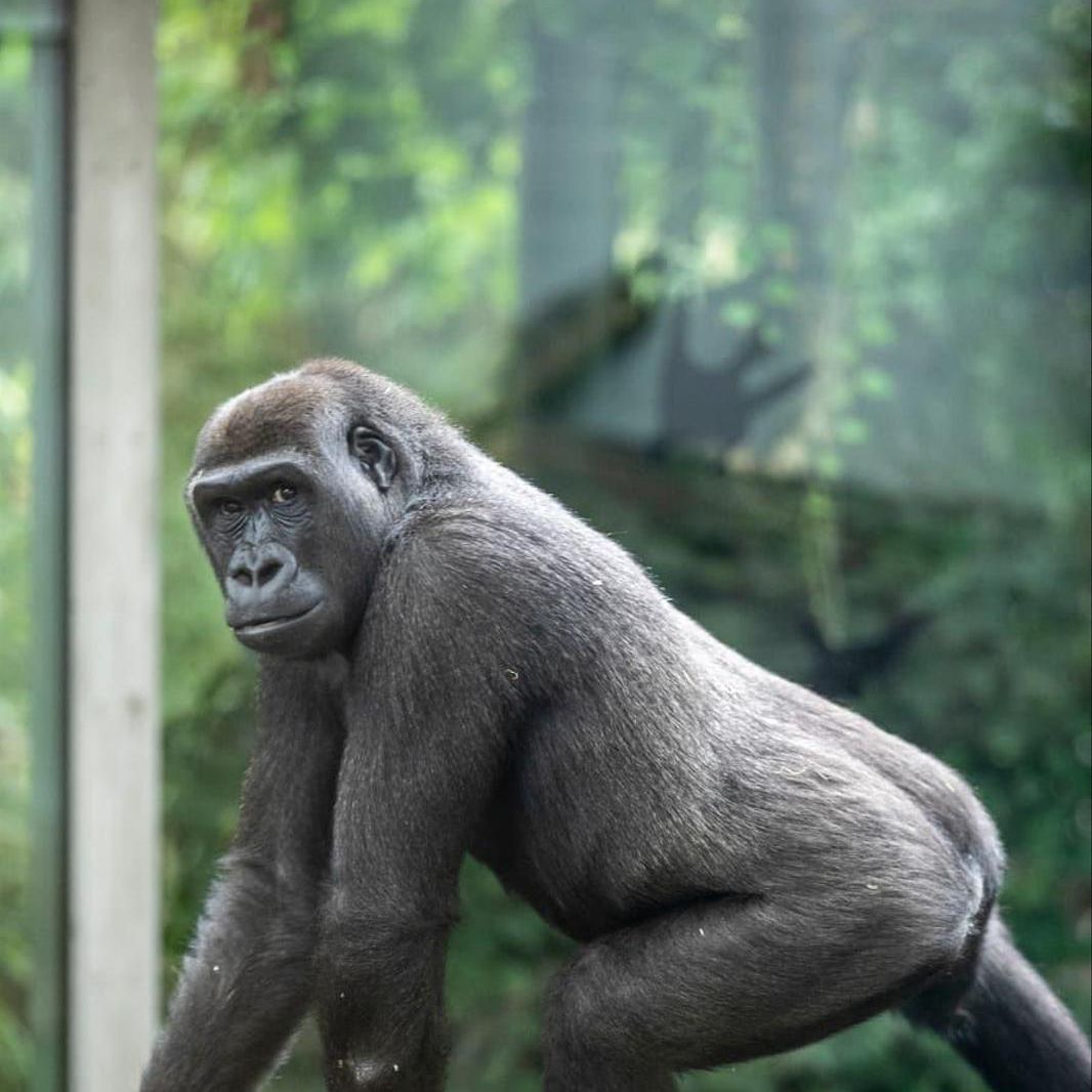 Zoo Zurich Daran Starb Gorilla Dame Mawimbi 8 20 Minuten
