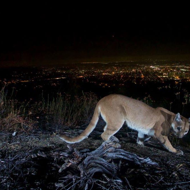 puma a los angeles