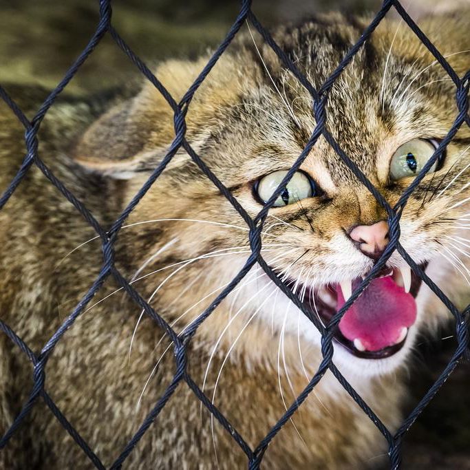 Extinction De Voix Chat