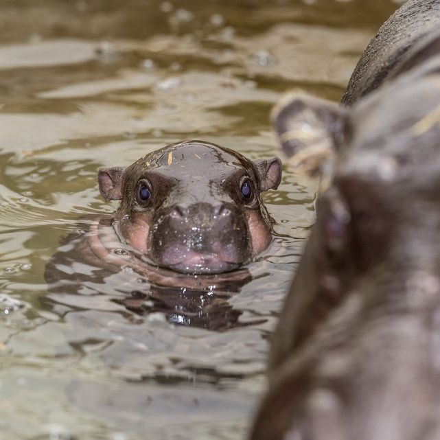 Naissance Le Zoo De Bale Accueille Un Hippopotame Nain Le Matin