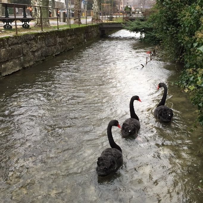 Saga Encore Un Petit Cygne A Placer Le Matin