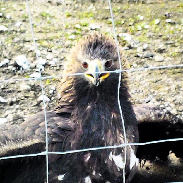 Thurgovie Un Aigle Royal S Attaque Aux Poules D Un Fermier Minutes