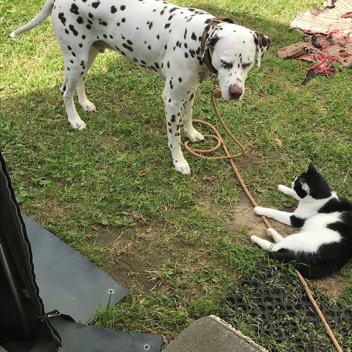 Geneve Mon Dalmatien Est Il Vraiment Responsable Minutes