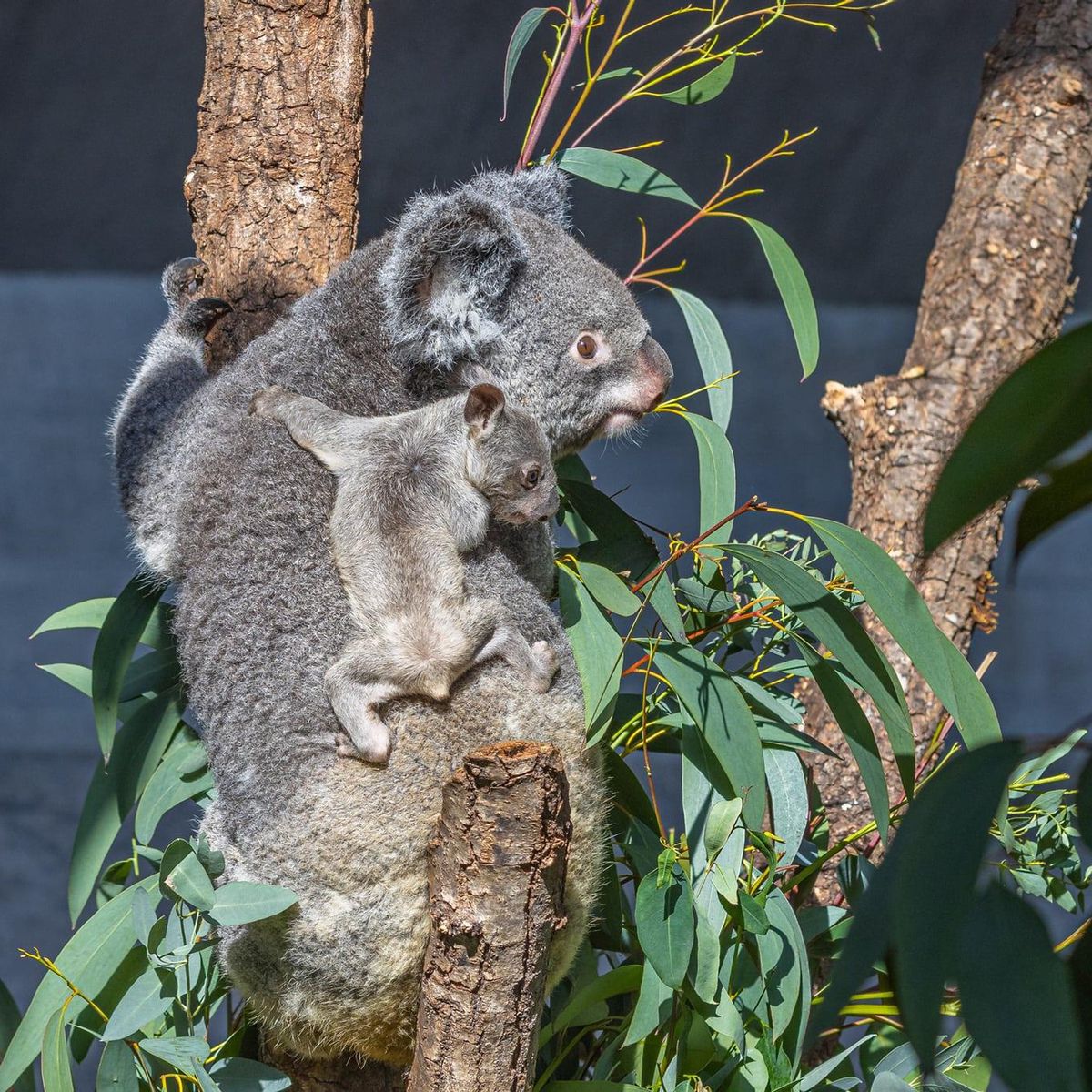 Zurich Agrippe A Maman C Est Drolement Plus Pratique Minutes