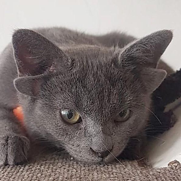 Le Chat Aux Quatre Oreilles Fait Fondre Instagram Le Matin