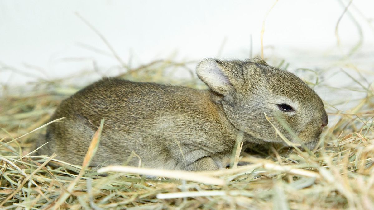 Royaume Uni Un Bebe Lapin Passager Clandestin Sur 350 Kilometres Le Matin