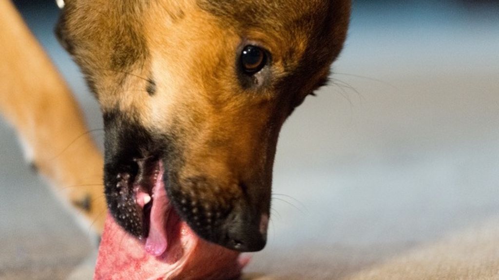 Suisse La viande crue pour les chiens présente un danger