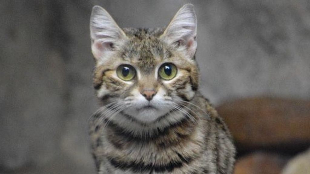 Chat Le Plus Dangereux Du Monde Animaux: Attention, ce félin est le plus meurtrier de la planète - Le Matin