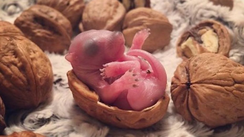 Sauvee Ils Retrouvent Un Nid D Ecureuil Dans Leur Lit Le Matin