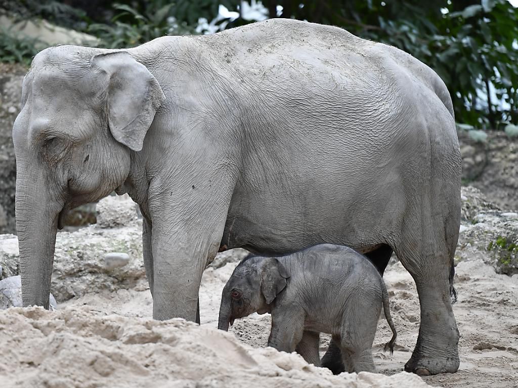 Zoo De Zurich Un Bebe Elephant Pietine A Mort Peu Apres Sa Naissance Le Matin