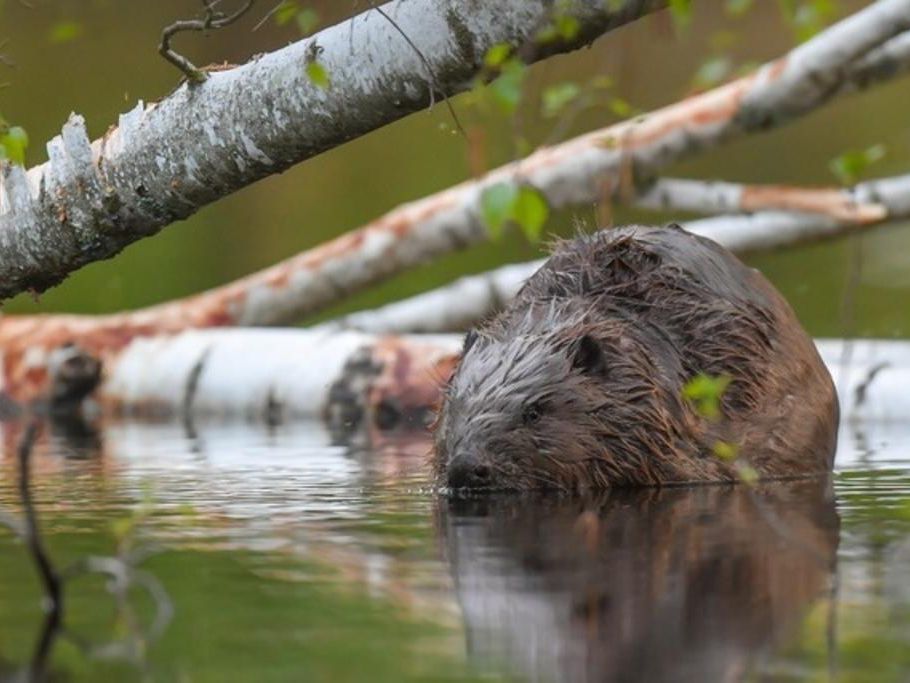 Insolite Un Castor Gourmand Pris La Main Dans Le Sac En Valais Le Matin