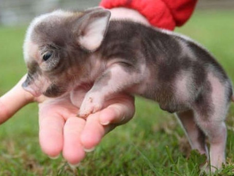 Chou Le Cochon Nain Le Nouvel Animal Tendance Le Matin