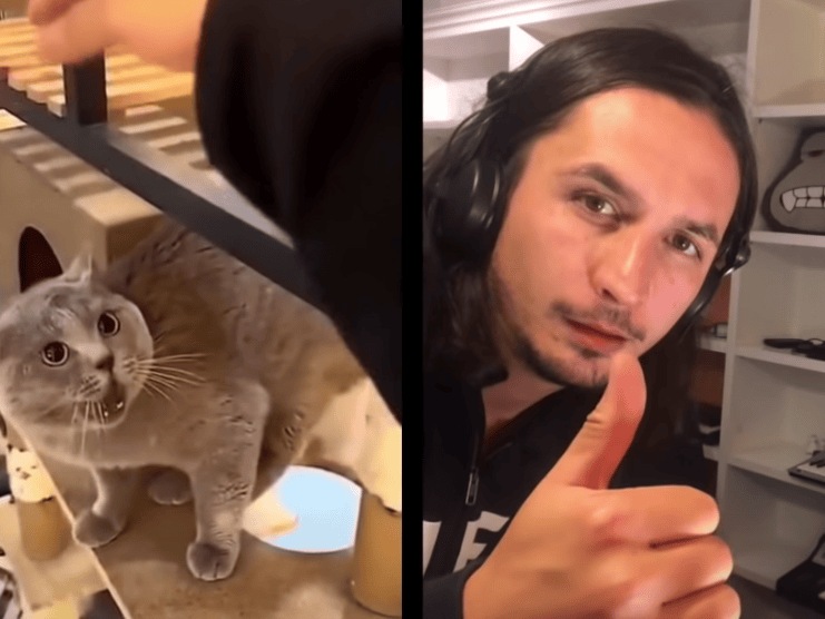 Internet Il Fait Le Buzz En Remixant Les Miaulements D Un Chat Le Matin