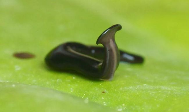 L’humbertium covidum ne mesure que 2 à 3 cm mais est potentiellement capable d’envahir nos jardins.