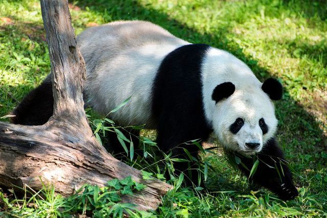 Etats Unis Le Bebe Panda Ne A Washington Est Un Male Tribune De Geneve