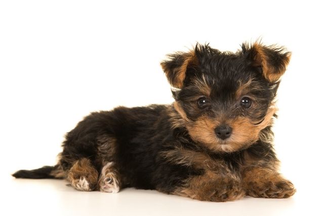 Trop Chou Un Chiot Offert Pour Chaque Electeur Le Matin