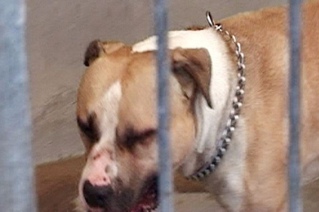 Un Chien Qui A Mordu Remordra T-il