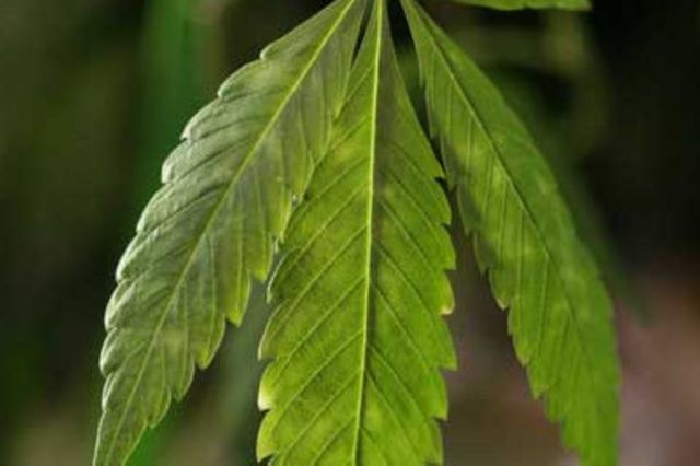 Cannabis thérapeutique: le National prêt à ouvrir la porte