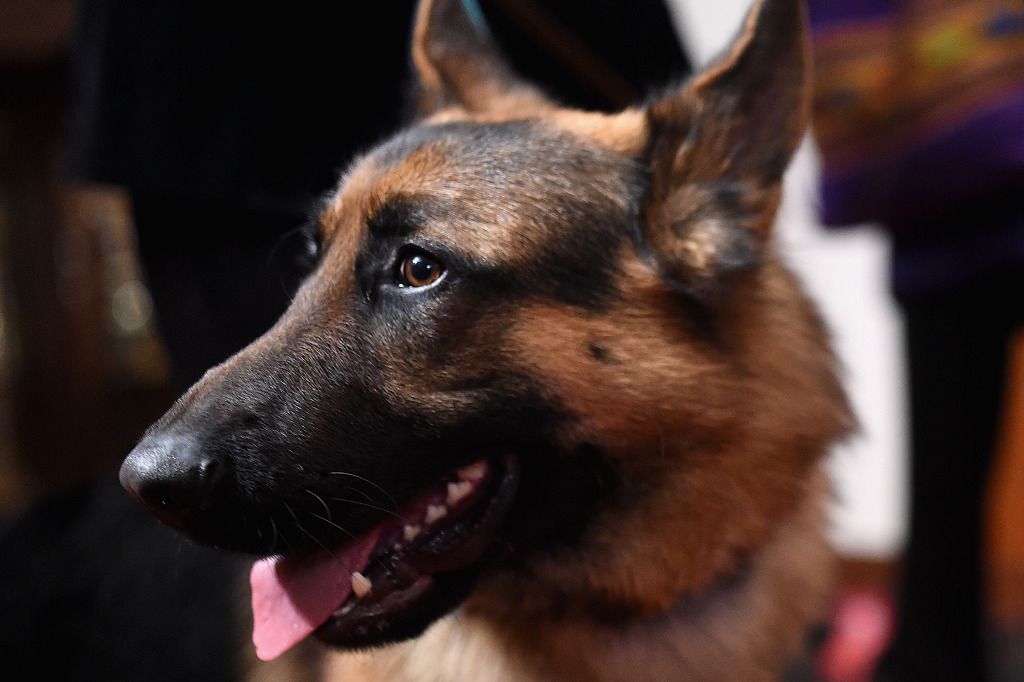 Graves morsures à Tenniken (BL) Le berger allemand retiré à sa «maman