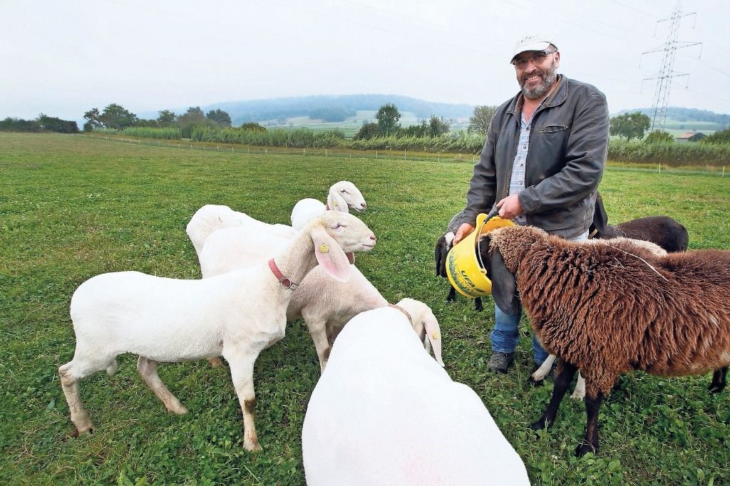 Hier Fressen Schafe Gras Statt Kraftfutter Z rcher Unterl nder