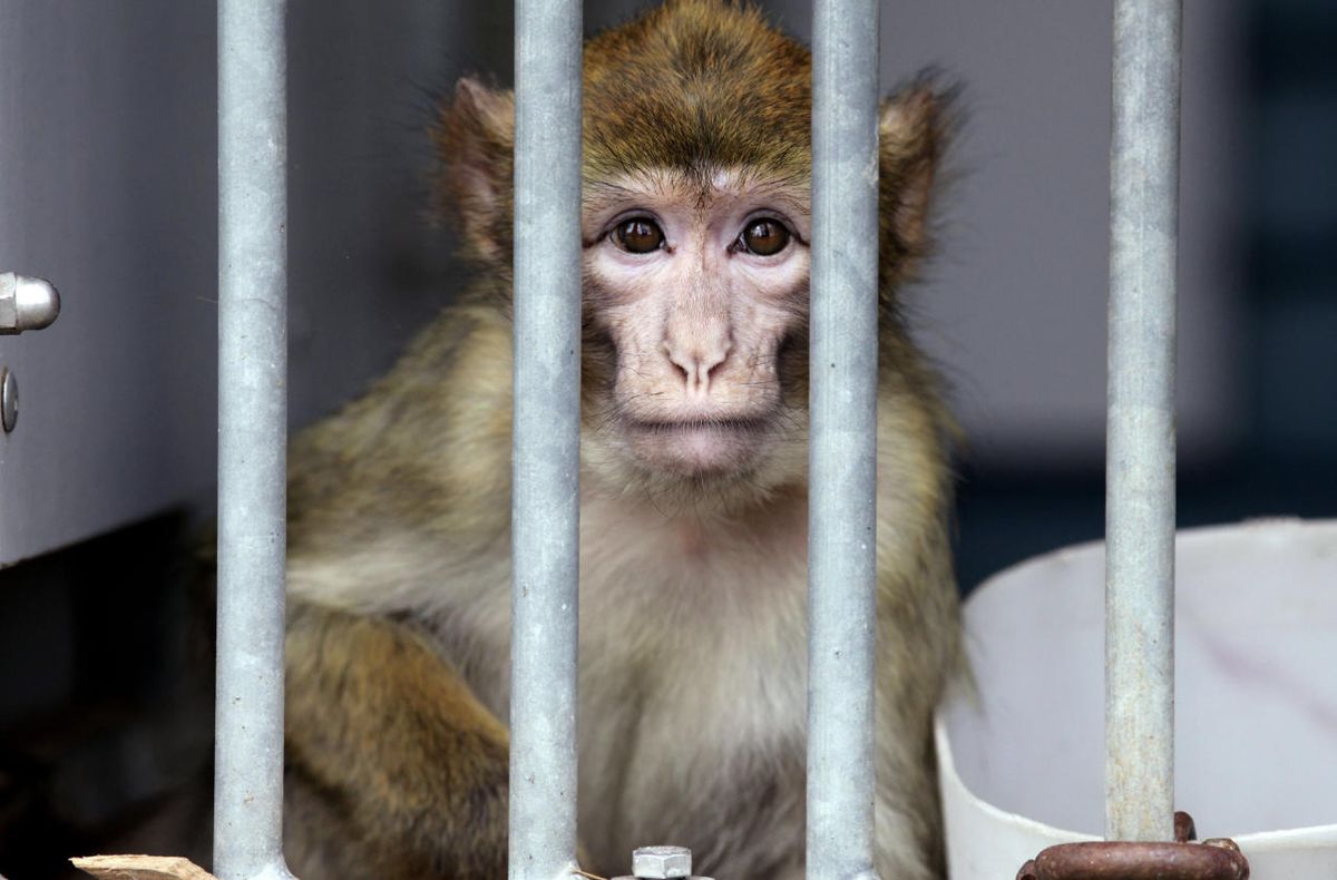 2014 befanden sich von schweizweit 251 Primaten in Tierversuchen. 2014 befanden sich von schweizweit 251 Primaten in Tierversuchen.