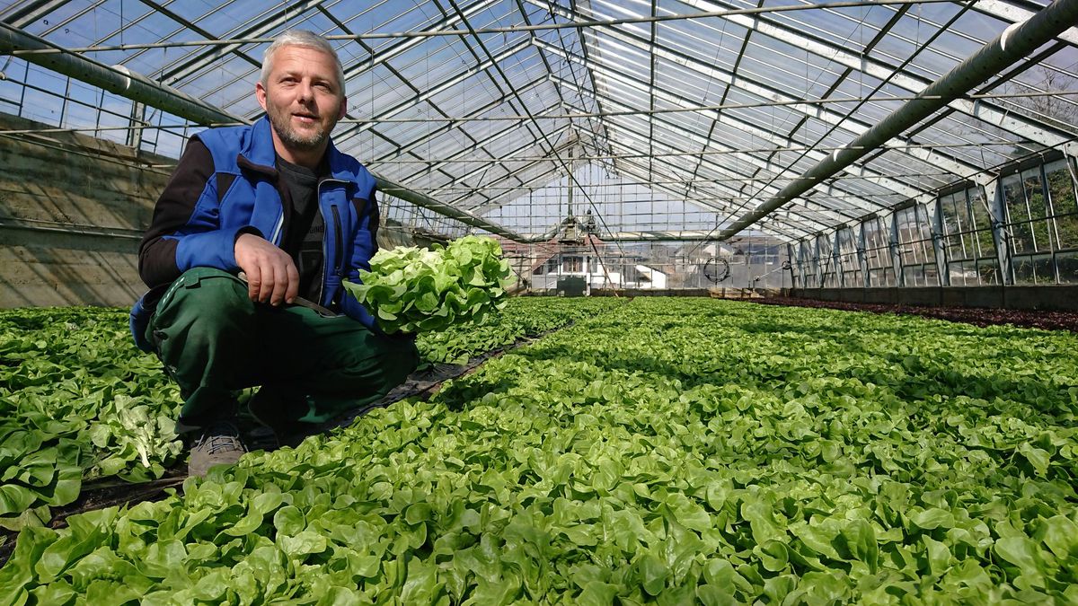 Gemüsegärtner Stefan Zbinden weiss nicht, wie er seine Salatköpfe verkaufen soll, wenn er nicht auf den Wochenmarkt darf und keine Restaurants beliefern kann.