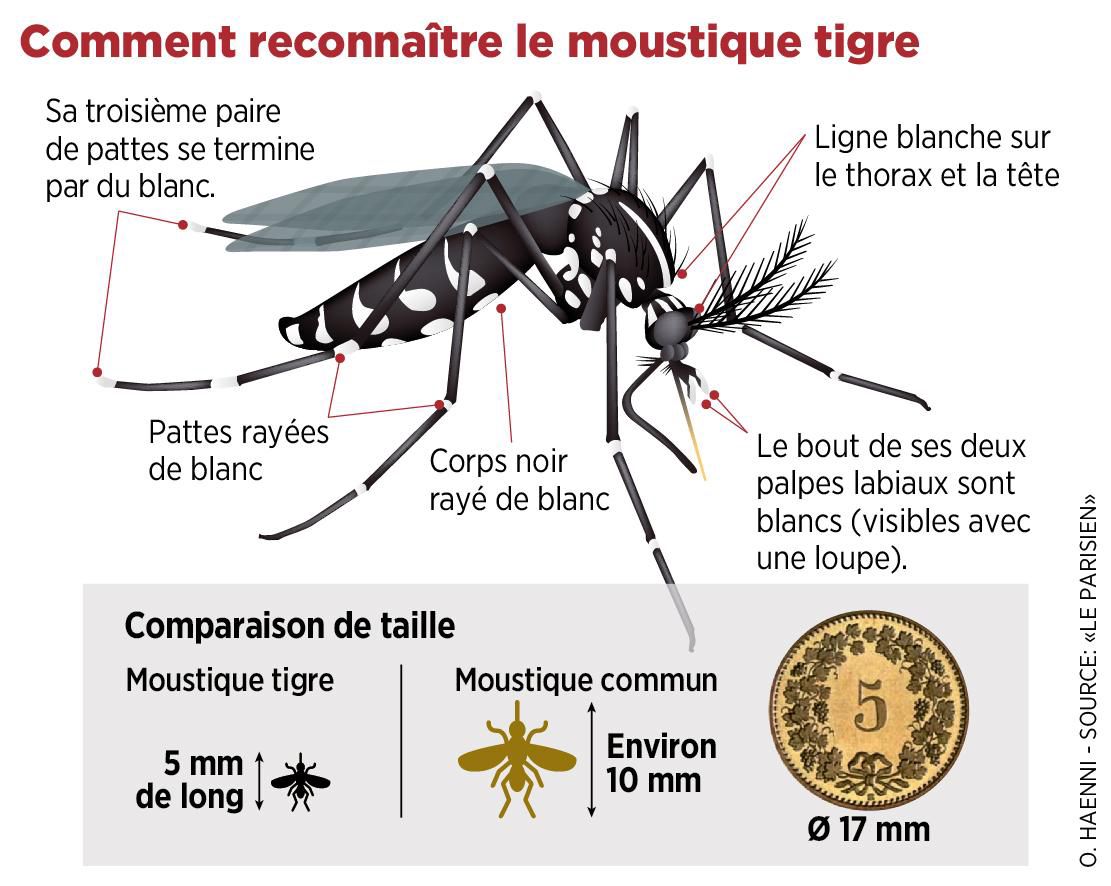 La Durée De Vie D Un Moustique Dur?E De Vie D'un Moustique Tigre - harborel