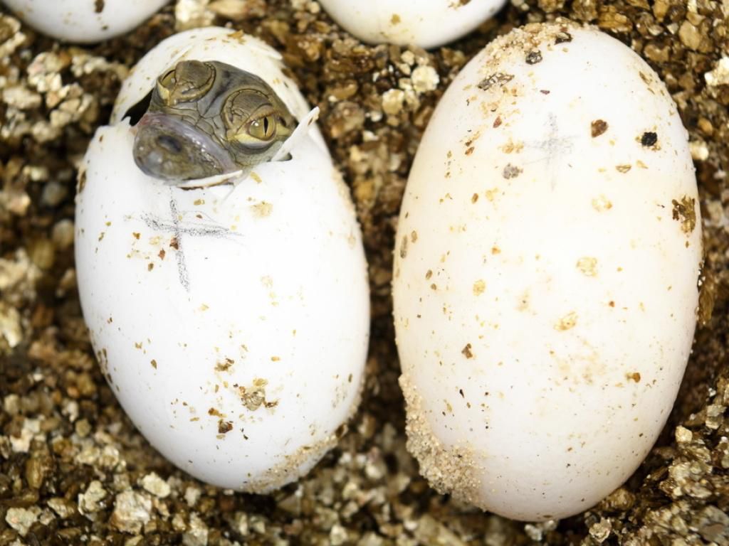 Animaux Qui Naissent Dans Un œuf 94 Lausanne – Trois nouveaux bébés crocodiles sacrés naissent à Aquatis