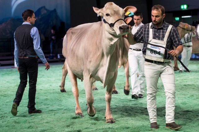 Protection des animaux Les vaches de concours ont les