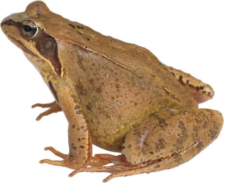 Privilegierte Wohnlage für Frösche | Berner Zeitung