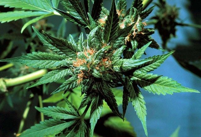 Un phénomène révélé par l'étude: les consommateurs utilisent toujours plus internet pour se procurer leurs drogues. Un phénomène révélé par l'étude: les consommateurs utilisent toujours plus internet pour se procurer leurs drogues.