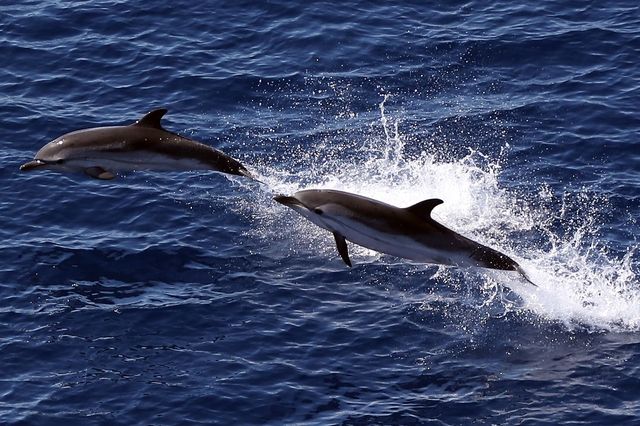 Biologie Le Dauphin Conserve A Vie Son Sifflement Tribune De Geneve