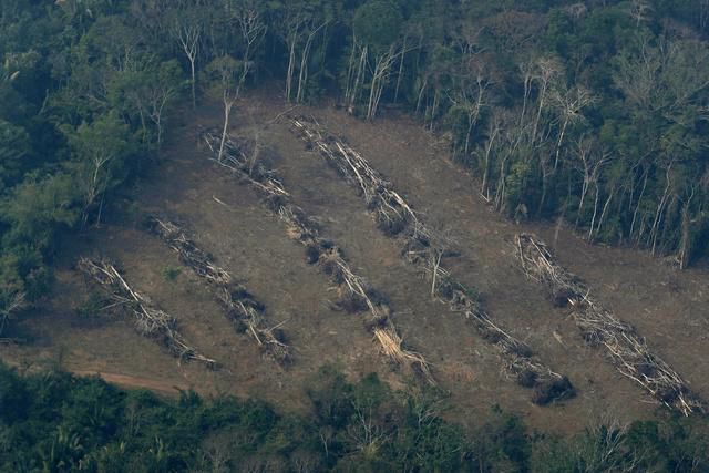 Environnement Bresil La Deforestation Repart A La Hausse En Amazonie 24 Heures