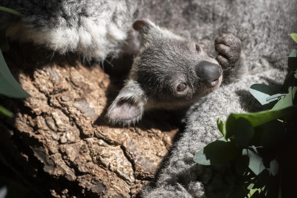 Nachwuchs Im Zoo Z rich Das Koala Baby Hat Den Beutel Von Mutter nachwuchs-im-zoo-z-rich-das-koala-baby-hat-den-beutel-von-mutter