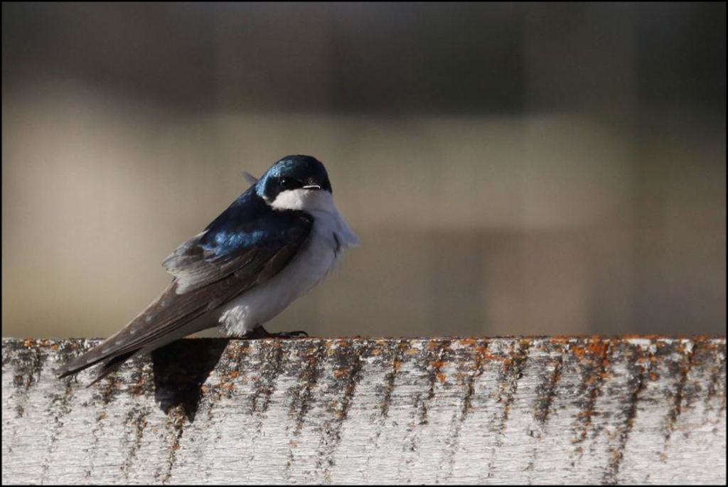 Ou A été Tourné Une Hirondelle A Fait Le Printemps