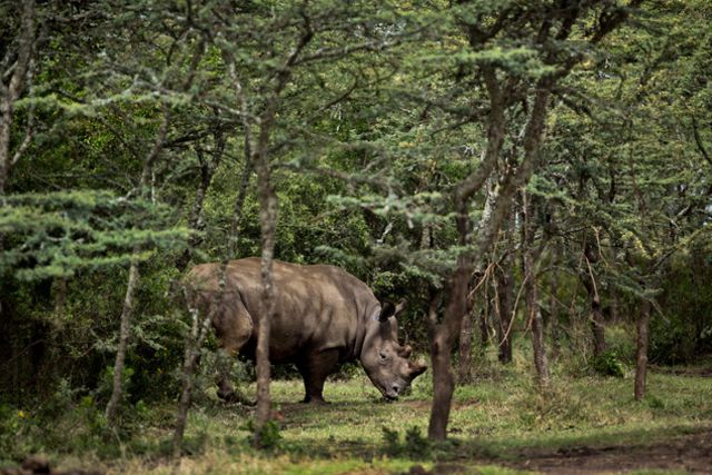 Photo d'illustration - un des derniers rhinocéros blanc dans un sanctuaire au Kenya. Le rythme actuel de disparition des espèces a été comparé aux «rythmes naturels de disparition des espèces avant que l'activité humaine ne domine».