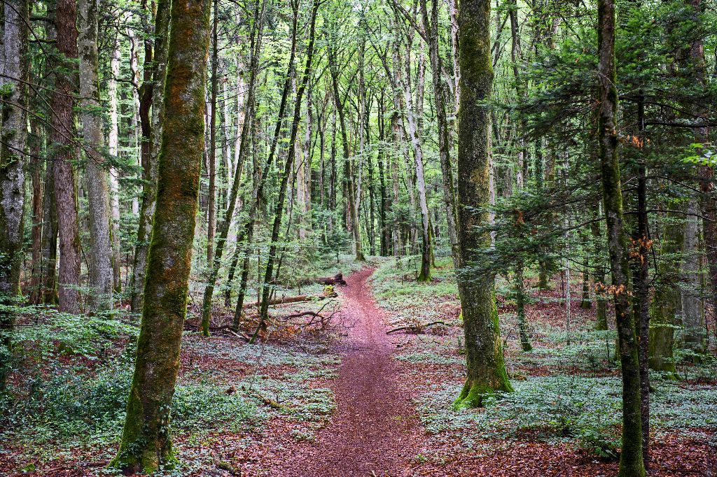 Le Bois de Chênes, un sanctuaire à préserver 24 heures