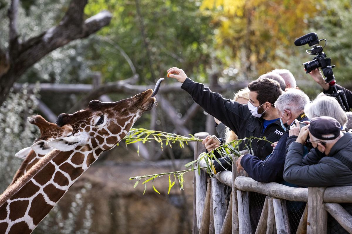 Protection de la nature Ultime bastion pour la faune, les zoos