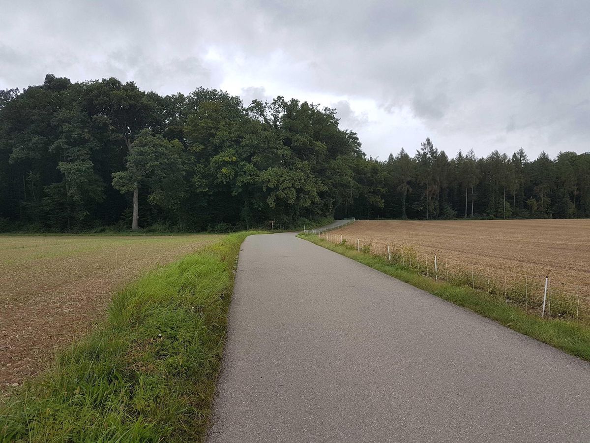 Bei einem Waldstück nahe der Schachenstrasse in Hochfelden wurde der Kadaver gefunden. Bei einem Waldstück nahe der Schachenstrasse in Hochfelden wurde der Kadaver gefunden.