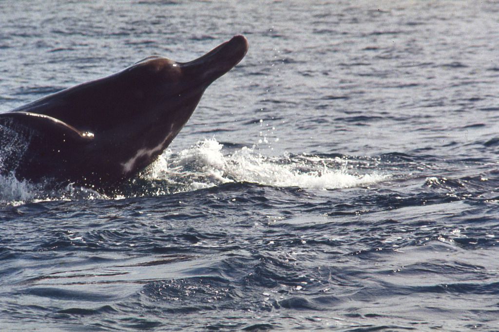 Paléontologie Des baleines à bec vivaient en eaux peu profondes Tribune de Genève Paléontologie Des baleines à bec vivaient en eaux peu profondes Tribune de Genève