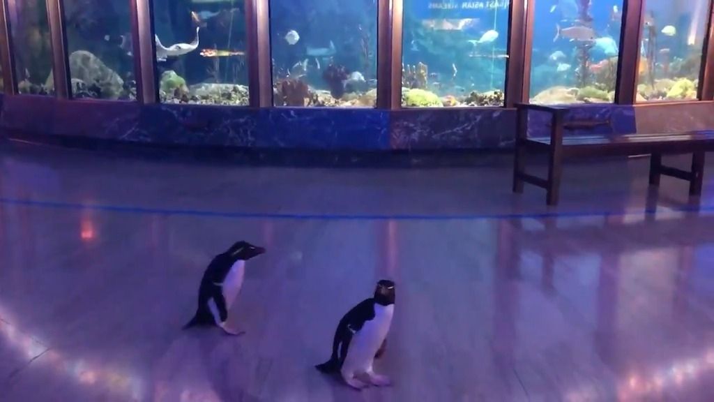 Pinguine besuchen andere Zoo-Bewohner