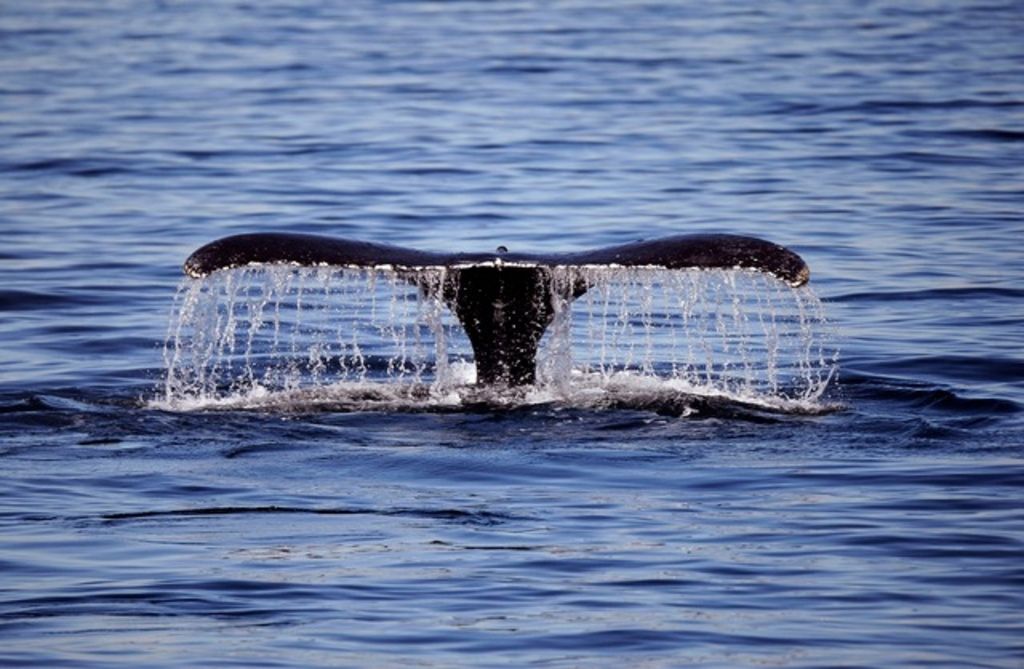 Egypte Une baleine bleue dans la mer Rouge Le Matin