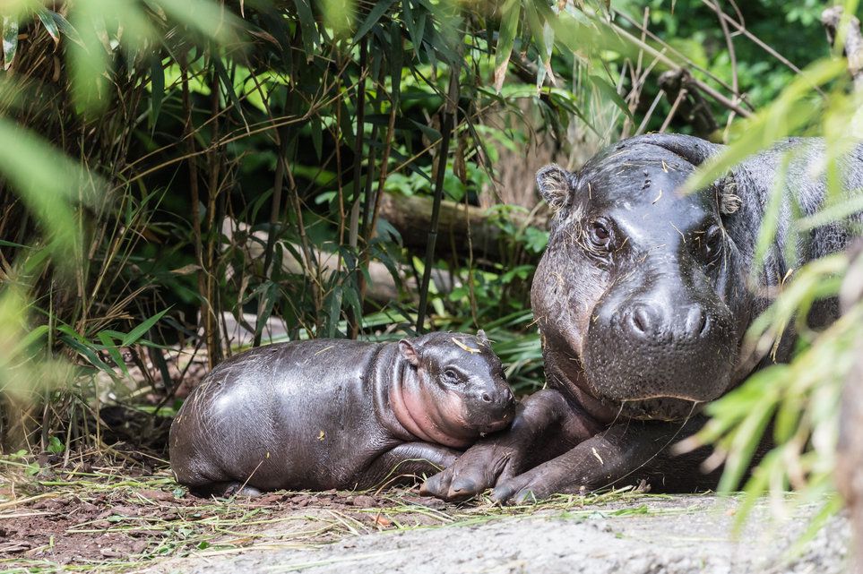 Naissance Le Zoo De Bale Accueille Un Hippopotame Nain Le Matin
