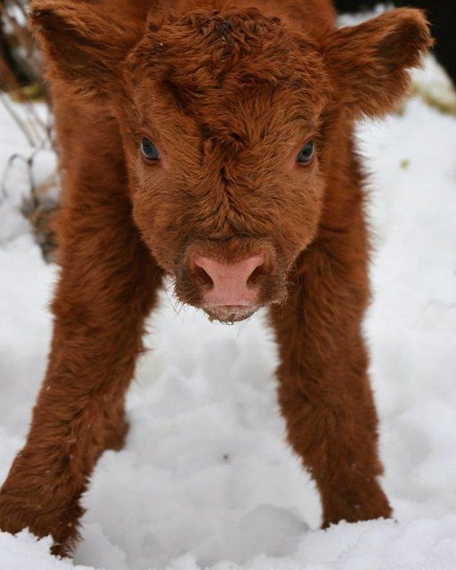 Tendresse Adorables Bebes Des Highlands Le Matin