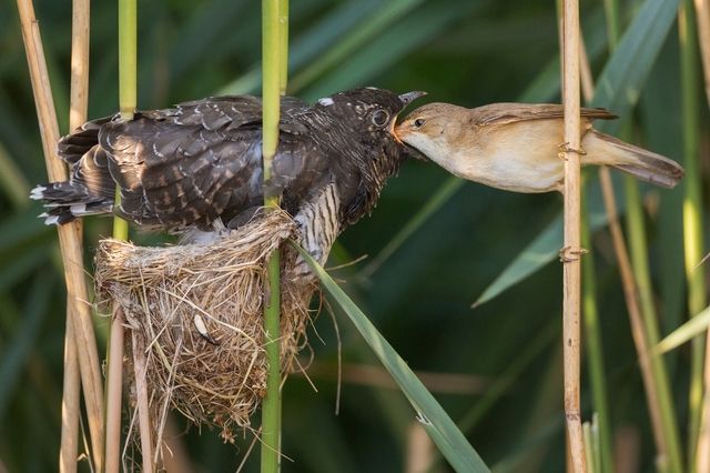 Ornithologie Le Coucou Se Fait De Plus En Plus Rare En Suisse Le Matin