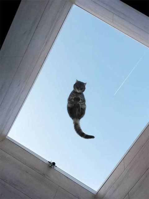 Galerie Photo Amis Des Chats Il Vous Faut Une Table En Verre Le Matin