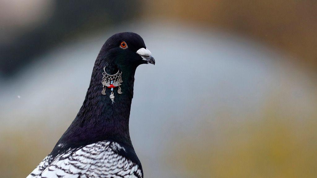 Neuseeland Plant Grosse Nagetier Vernichtungsaktion Tages Anzeiger