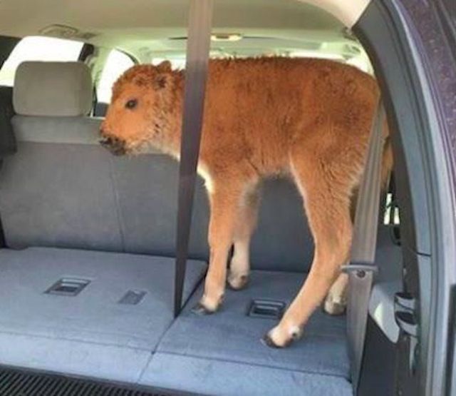 Etats Unis Un Bebe Bison Euthanasie A Cause De Touristes Tribune De Geneve