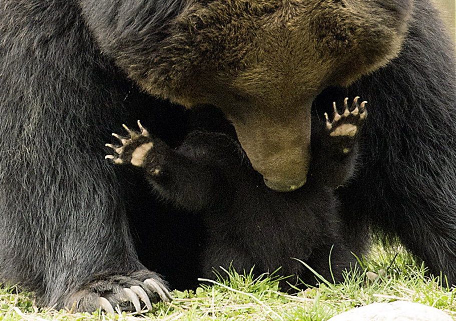 Hier war die Bärenwelt noch in Ordnung: Bärin Masha tollt mit einem der Jungtiere herum.