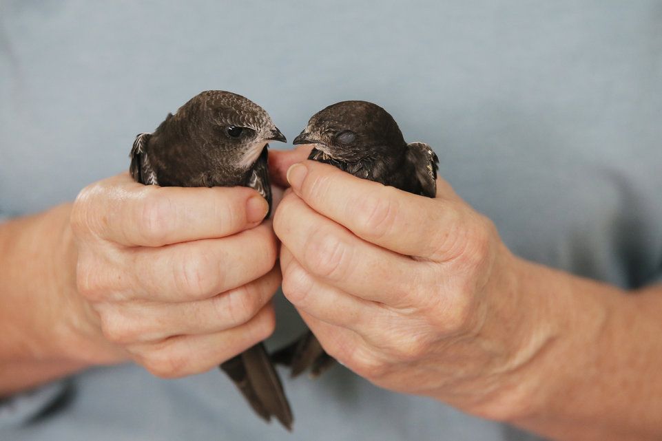 Mauersegler-Retterin sucht dringend Helfer | Zürcher Unterländer